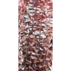 EUCALYPTUS PRESERVED FROSTED Red-